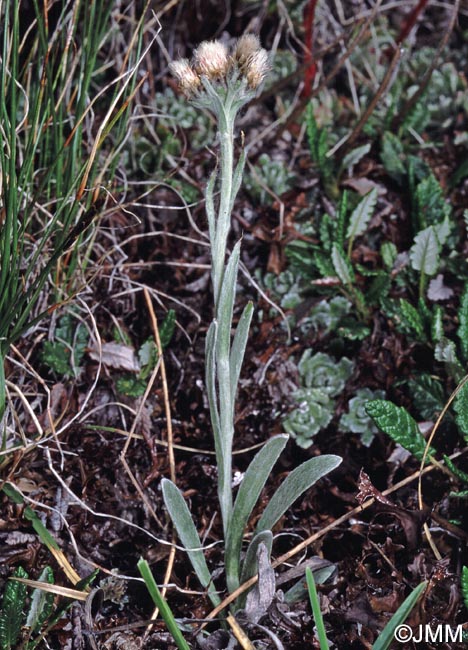 Antennaria carpatica subsp. helvetica