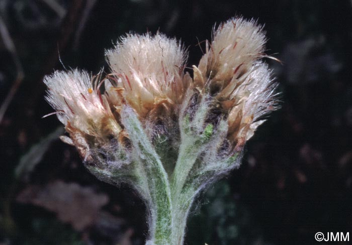 Antennaria carpatica subsp. helvetica