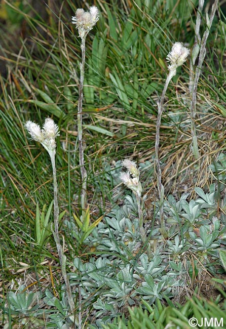 Antennaria dioica