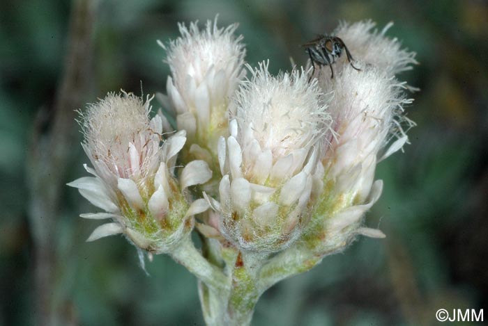 Antennaria dioica