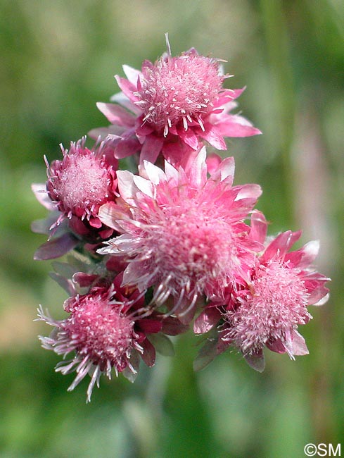 Antennaria dioica