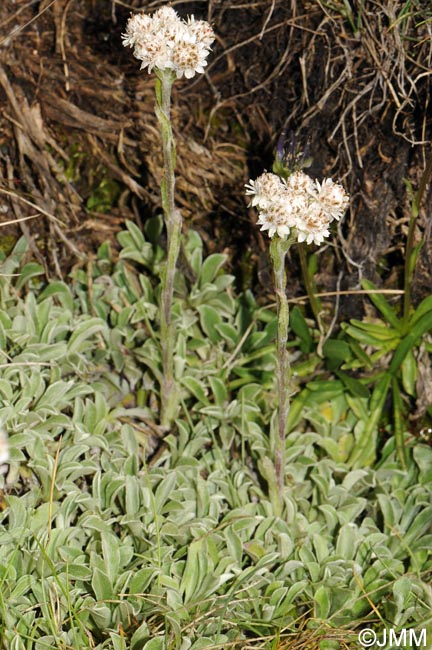 Antennaria dioica