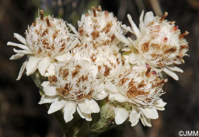 Antennaria dioica