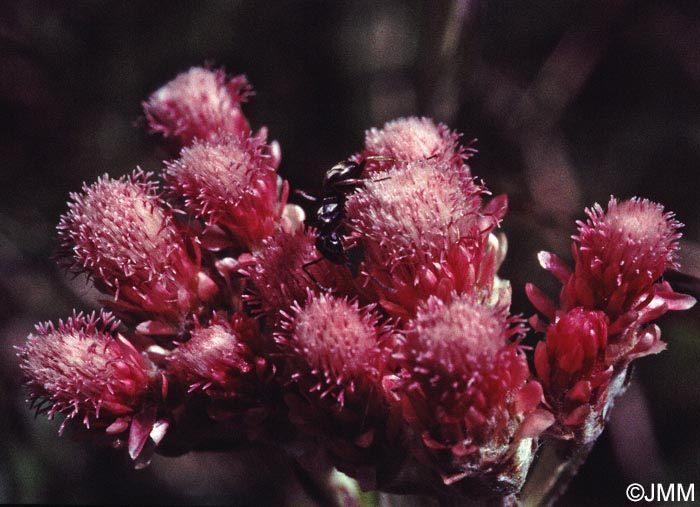 Antennaria dioica