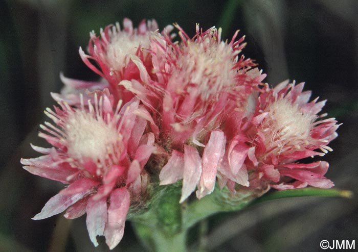 Antennaria dioica