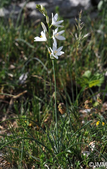 Anthericum liliago