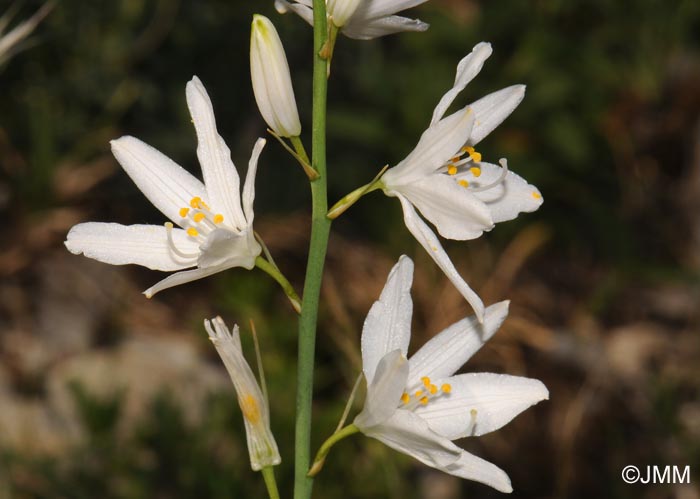 Anthericum liliago