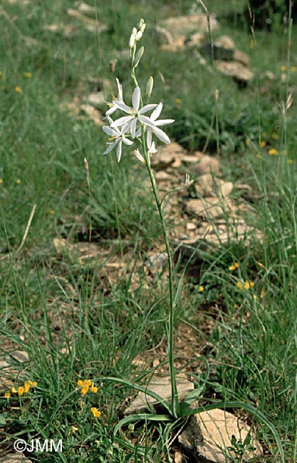 Anthericum liliago