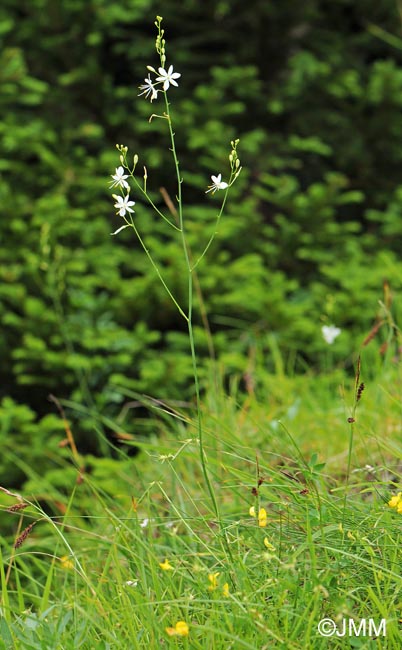 Anthericum ramosum