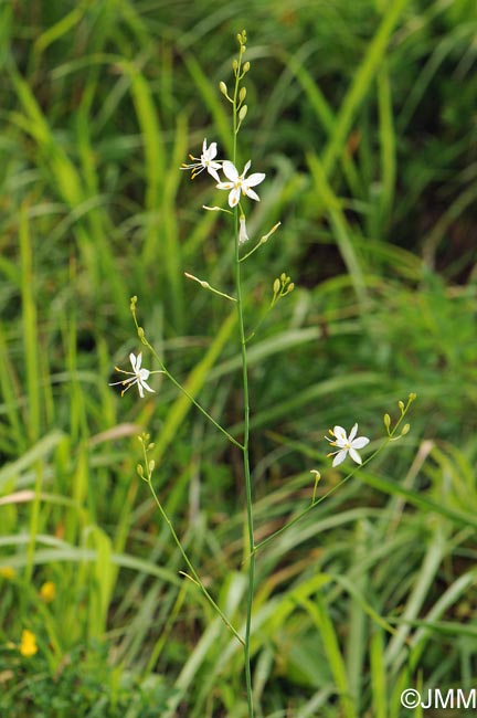 Anthericum ramosum