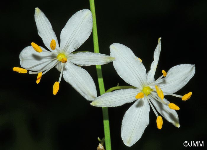 Anthericum ramosum