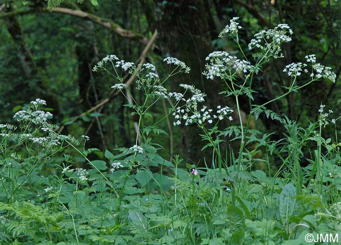 Anthriscus sylvestris subsp. sylvestris