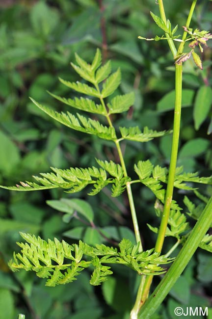 Anthriscus sylvestris subsp. sylvestris