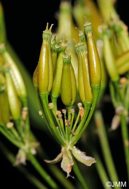 Anthriscus sylvestris subsp. sylvestris