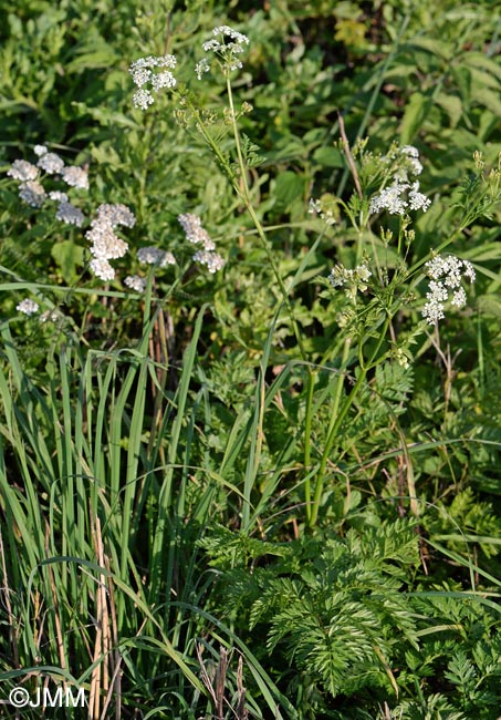 Anthriscus sylvestris subsp. sylvestris