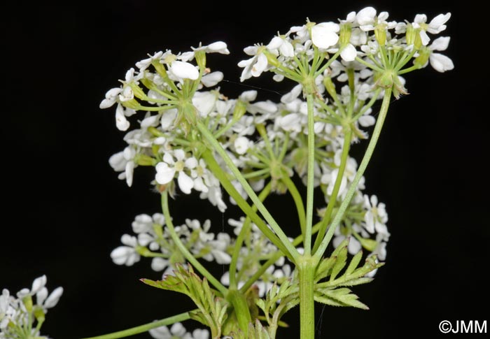 Anthriscus sylvestris subsp. sylvestris