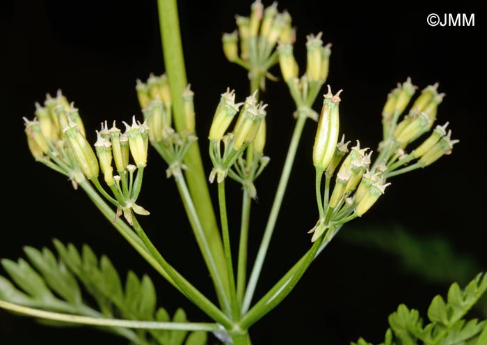 Anthriscus sylvestris subsp. sylvestris