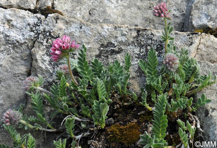 Anthyllis montana = Anthyllis montana subsp. montana