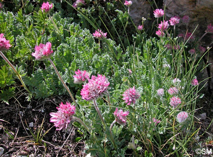 Anthyllis montana subsp. jacquinii