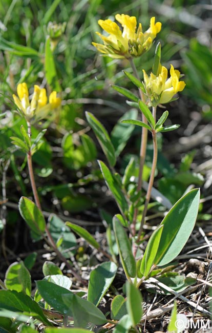 Anthyllis vulneraria = Anthyllis vulneraria subsp. vulneraria