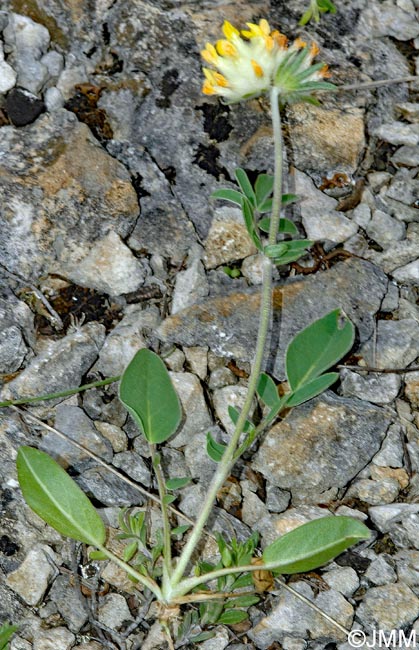 Anthyllis vulneraria = Anthyllis vulneraria subsp. vulneraria
