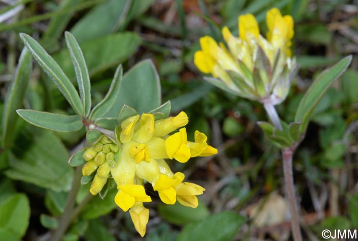 Anthyllis vulneraria = Anthyllis vulneraria subsp. vulneraria