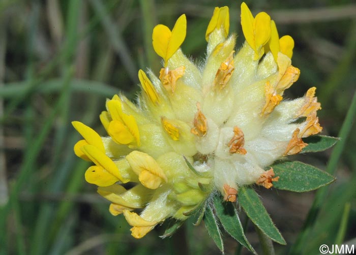 Anthyllis vulneraria = Anthyllis vulneraria subsp. vulneraria