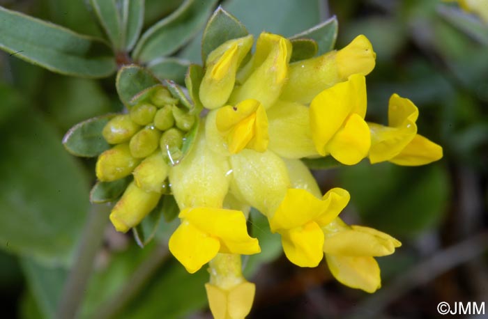 Anthyllis vulneraria = Anthyllis vulneraria subsp. vulneraria