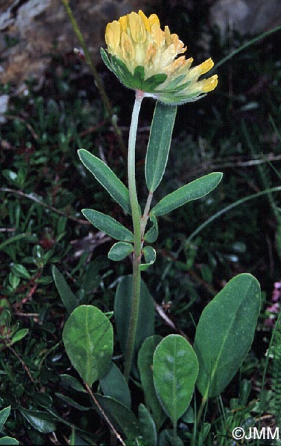 Anthyllis vulneraria subsp. alpestris