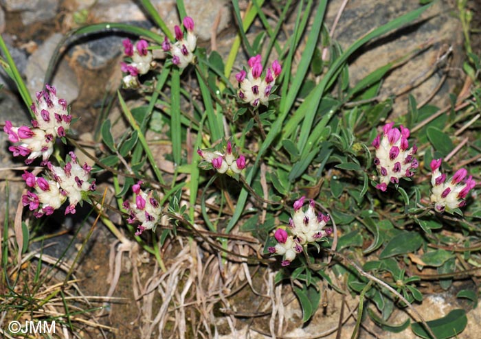 Anthyllis vulneraria subsp. boscii = Anthyllis vulneraria subsp. pyrenaica