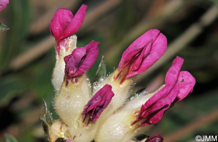 Anthyllis vulneraria subsp. boscii = Anthyllis vulneraria subsp. pyrenaica