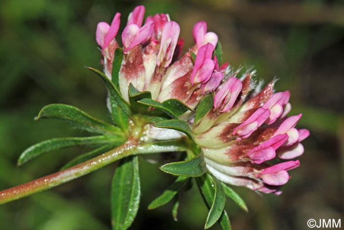 Anthyllis vulneraria subsp. maura