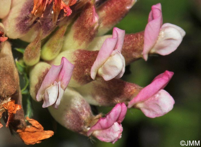 Anthyllis vulneraria subsp. maura