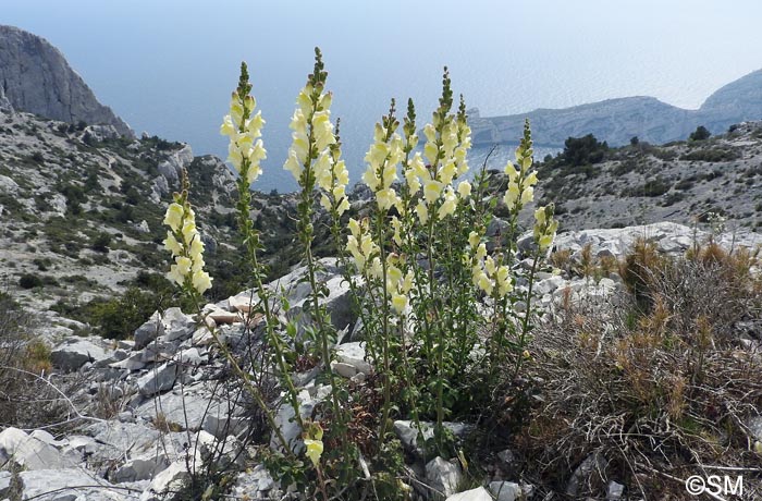 Antirrhinum majus