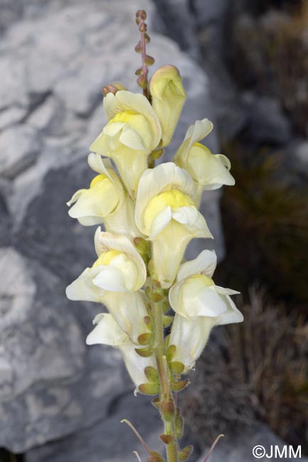 Antirrhinum majus