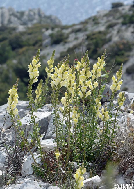 Antirrhinum majus