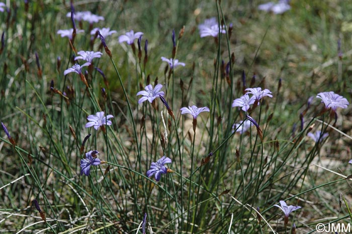 Aphyllanthes monspeliensis