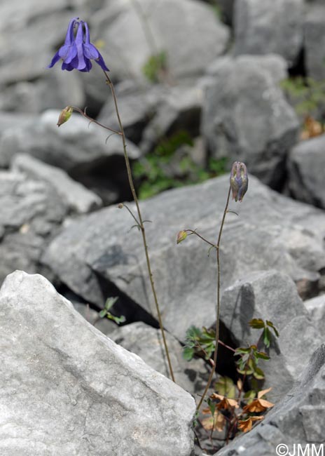 Aquilegia bertolonii