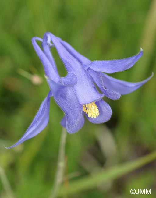 Aquilegia bertolonii