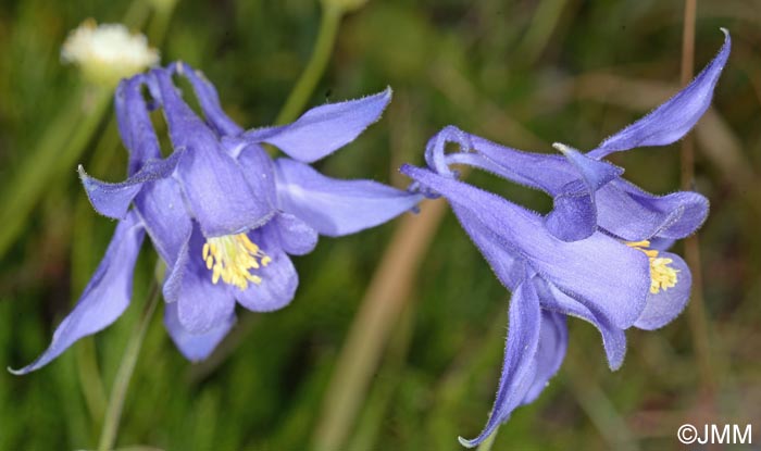 Aquilegia bertolonii