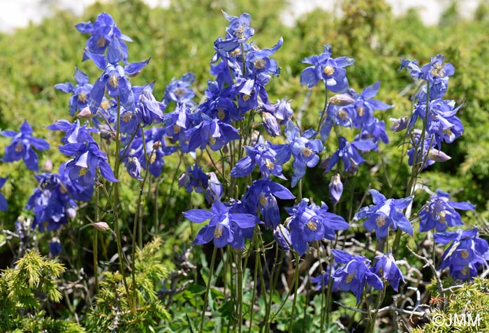 Aquilegia reuteri = Aquilegia bertolonii sensu auct. gall.