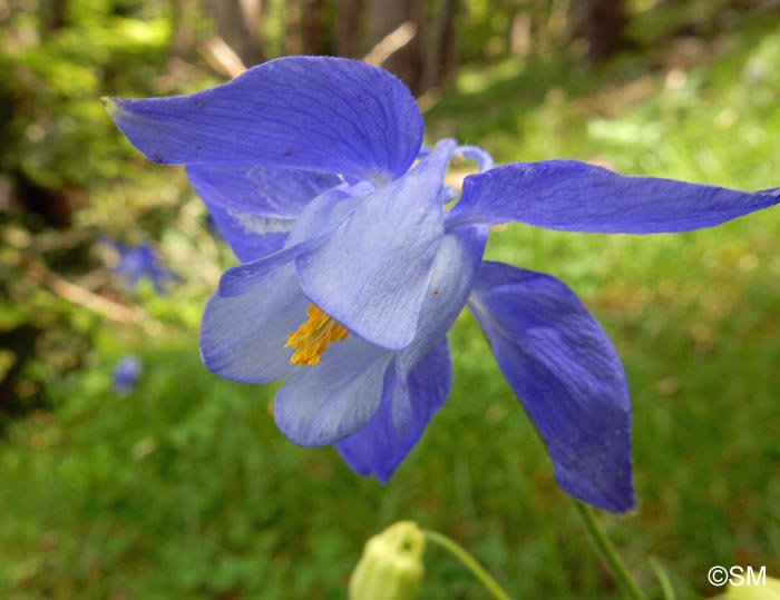 Aquilegia reuteri = Aquilegia bertolonii sensu auct. gall.