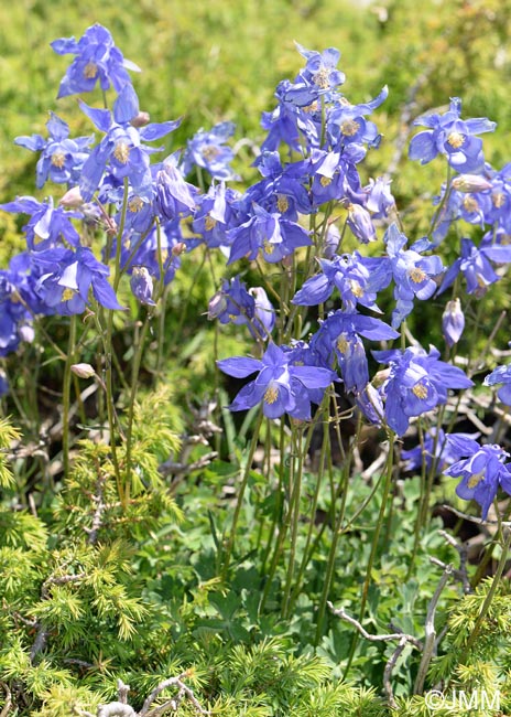 Aquilegia reuteri = Aquilegia bertolonii sensu auct. gall.