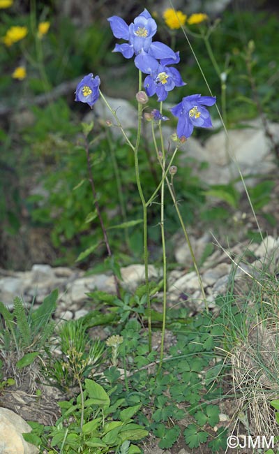 Aquilegia reuteri = Aquilegia bertolonii sensu auct. gall.