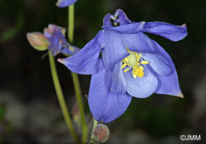 Aquilegia reuteri = Aquilegia bertolonii sensu auct. gall.