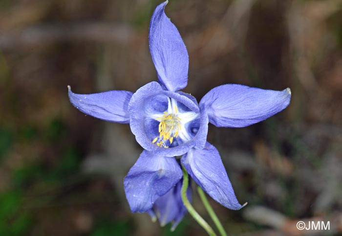 Aquilegia reuteri = Aquilegia bertolonii sensu auct. gall.