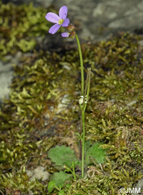 Arabis verna