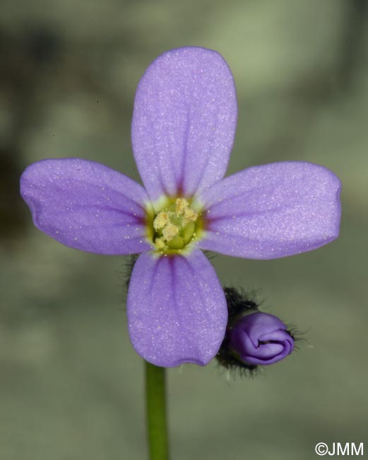 Arabis verna