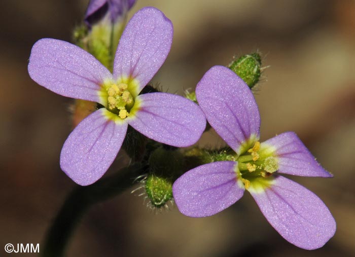 Arabis verna