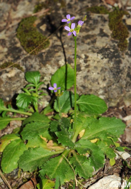 Arabis verna